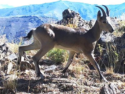 Сурхондарё вилояти