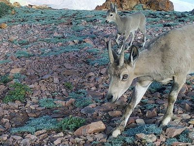 Сурхондарё вилояти